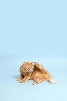 Cute Ginger Cat photo