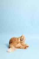 Cute Ginger Cat photo