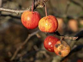 Red and yellow crab apples on a tree in winter photo