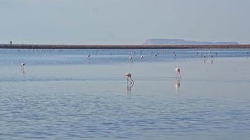 Flamingovögel, die in der Salzlagune spazieren und essen video