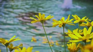Dolly shot de flores amarillas de margarita cerca del agua de la piscina video