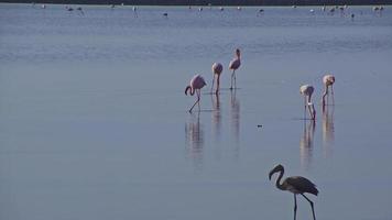 flamingofåglar som går och äter vid saltlagunen video