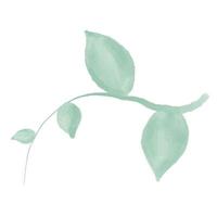 green branch with leaves. Watercolor Leaves Green vector