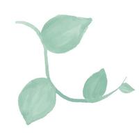 green branch with leaves. Watercolor Leaves Green vector