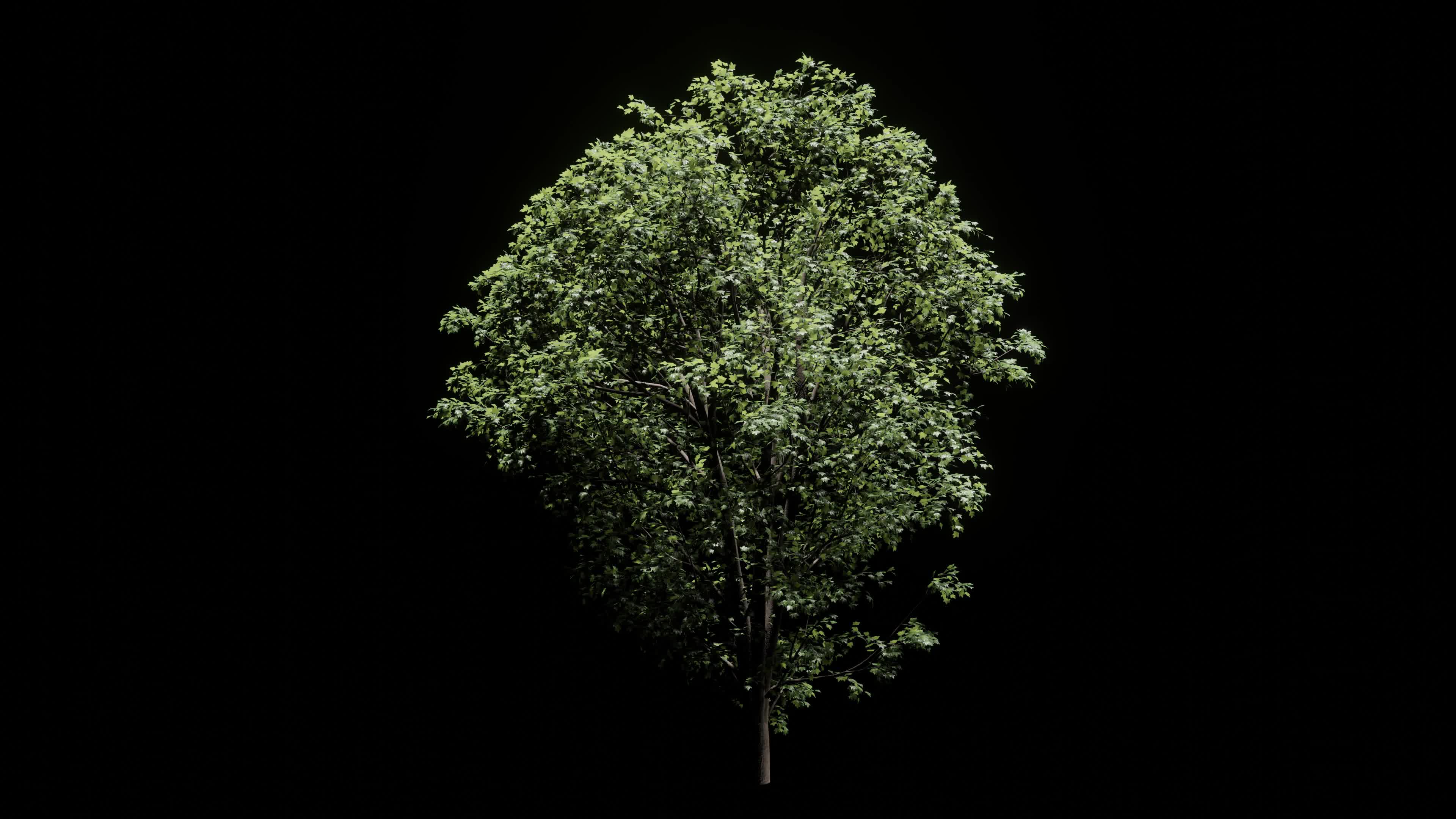 Animated tree, 3D animation, black background 4K 4819928 Stock Video at  Vecteezy