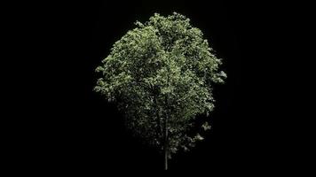 geanimeerde boom, 3d animatie, zwarte achtergrond 4k video