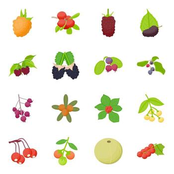 Berry Fruit Elements vector