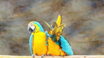 papagaios de arara presos em um galho video