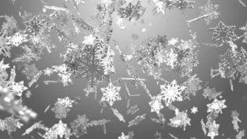 Falling white  snowflake on grey background video