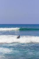 Surfer in waves Playa del Camison Canary Spanish island Tenerife.