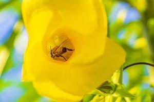 Las abejas melíferas trepan vuelan a la flor de la adelfa amarilla en México.