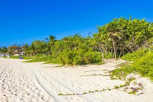 playa natural tropical mexicana con bosque playa del carmen mexico.