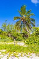 Tropical palm tree with blue sky Playa del Carmen Mexico.