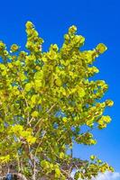 árbol tropical con fondo de cielo azul playa del carmen mexico. foto