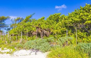playa natural tropical mexicana con bosque playa del carmen mexico.