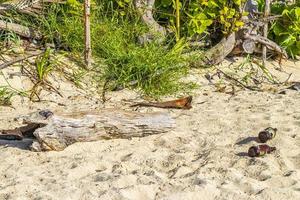 Corona beer bottles garbage pollution beach Playa del Carmen Mexico. photo