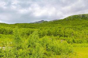 paisaje noruego con árboles abetos montañas y rocas. naturaleza noruega. foto