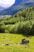 panorama noruega, montañas hemsedal, abetos rocas y prados verdes, viken. foto