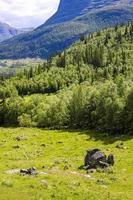 Panorama Norway, Hemsedal Mountains, firs rocks and green meadows, Viken. photo