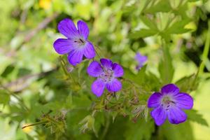 hermosa flor de prado, geranio púrpura. paisaje de verano en hemsedal noruega.