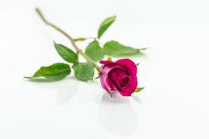 pink rose isolated with shadow horizontally photo