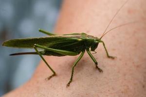 european green grasshopper in the garden photo