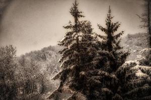 snow covered pine trees in an Italian forest during the winter at Christmas time photo