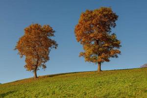 Trees in the hills photo