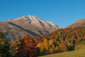 trees in autumn with mountain peak