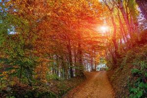 road between colorful trees photo