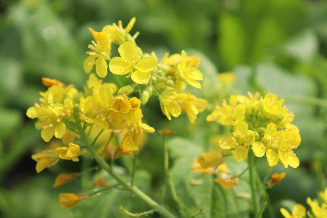 Mustard Tree Stock Photos, Images and Backgrounds for Free Download