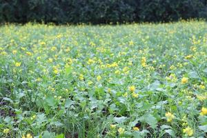 mustard and onion firm view on field photo