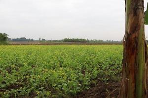 mustard and onion firm view on field photo