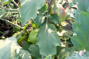 brinjal on tree in the farm for harvest photo