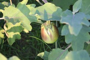 brinjal on tree in the farm for harvest photo