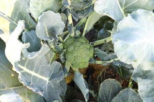 green colored broccoli on tree in farm photo