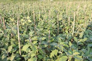 brinjal on tree in the farm for harvest photo