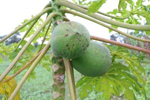 green colored papaya stock on tree in farm photo