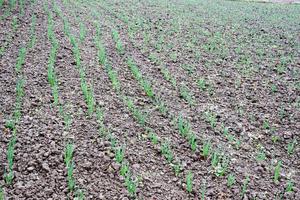 green colored onion farm on field photo