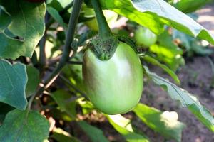 brinjal on tree in the farm for harvest photo