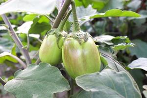 brinjal on tree in the farm for harvest photo