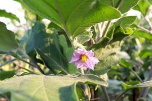 brinjal flower on tree in the farm photo