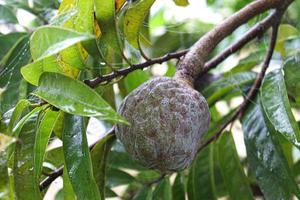 sugar apple on tree in firm photo