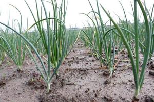 green colored onion farm on field photo