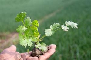 árbol de cilantro de color verde en la mano foto