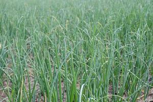 green colored onion farm on field photo