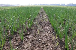 green colored onion farm on field photo