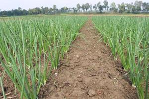 green colored onion farm on field photo