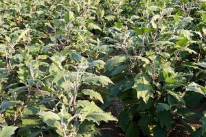 brinjal on tree in the farm for harvest photo