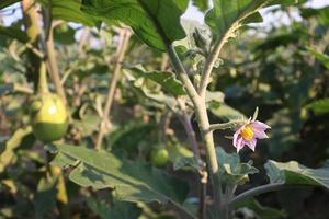 brinjal on tree in the farm for harvest photo
